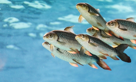 Ang mga kinakailangan ng aquatic feed para sa pagkapino ng pagdurog ng materyal