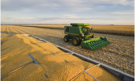 Umakyat ang mais ng 40% mahirap magparami, umakyat ng limang beses ang import na mais!