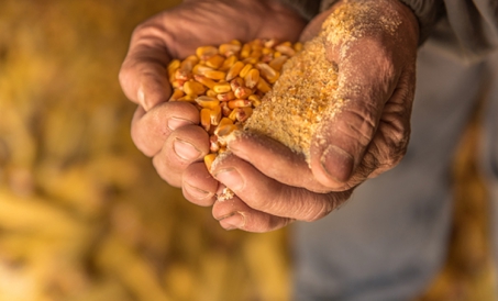 Mga paraan at sukat ng ligtas na pag-iimbak ng mais