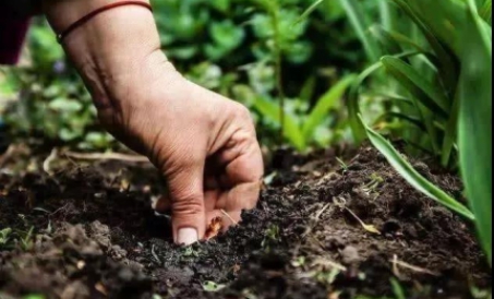 Magsimula ng isang linya ng produksyon ng organikong pataba ng manok, kailangan mong malaman ang mga