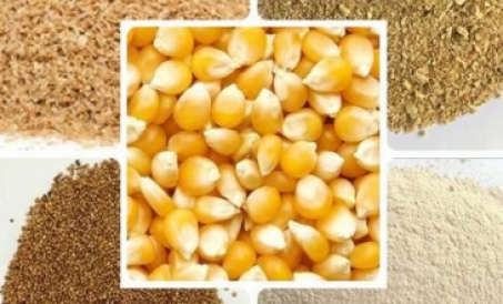 Epekto ng feed grinding granularity sa kalidad ng feed