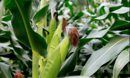 Mga pagbabago sa patakaran at trend ng merkado ng corn deep processing