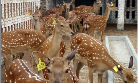 Pagkatapos ng epidemya, ang bagong patakaran ng industriya ng pag-aanak ay nagkakahalaga ng pag-unaw