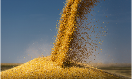 Ang mga presyo ng mais ay muling sumisira sa mga tala! Dapat bigyang pansin ang pagpapalit ng pabrik