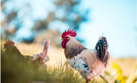 Paano ang industriya ng pag-aanak sa mga lugar na may mataas na peligro?